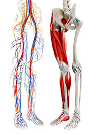 Lower Limb