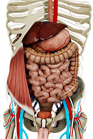 Abdomen