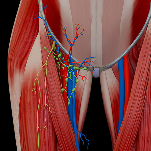 Femoral Triangle