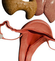 Physio-12-Endo-&-Reproductive