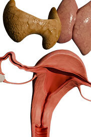 Physio-12-Endo-&-Reproductive