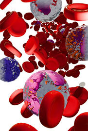 Physio-2-Haemotology