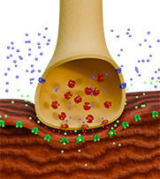 Physio-3-Nerve-&-Muscle