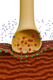 Physio-3-Nerve-&-Muscle