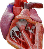 Physio-4-Cardiac-Physiology
