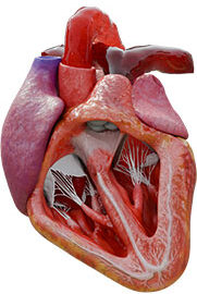 Physio-4-Cardiac-Physiology