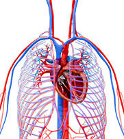 Physio-5-Circulatory-Physiology