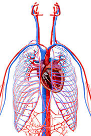 Physio-5-Circulatory-Physiology