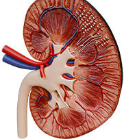 Physio-6-Renal