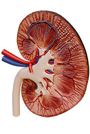 Physio-6-Renal