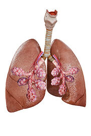 Physio-7-Respiratory