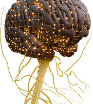 Physio-8-Nervous-System