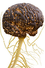 Physio-8-Nervous-System