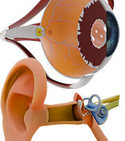 Physio-9 Special Senses