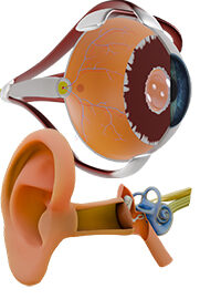 Physio-9 Special Senses