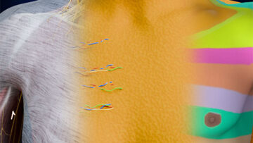 A UL 1 Pectoral Region – Surface Anatomy, Fasciae – Thumbnail 500×500