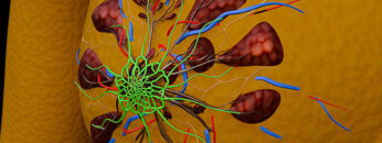 A UL 2 Mammary Gland – Thumbnail