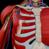 A – UL – 3 – Pectoral Muscles – Thumbnail