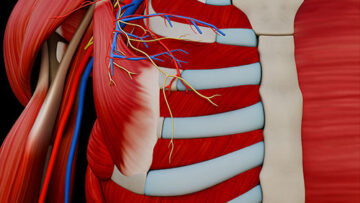 A – UL – 3 – Pectoral Muscles – Thumbnail