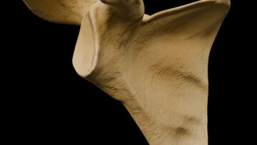 A UL 5 Scapula – Thumbnail