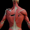 A UL 8 The Back – Thumbnail