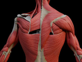 A UL 8 The Back – Thumbnail