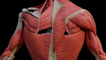 A UL 8 The Back – Thumbnail