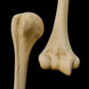 A UL 10 Humerus – Thumbnail