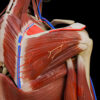 A UL 7 Scapular Region – Thumbnail