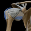 A UL 11 Shoulder-Joint – Thumbnail