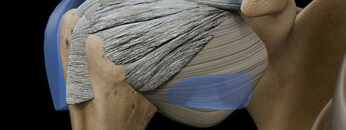 A UL 11 Shoulder-Joint – Thumbnail