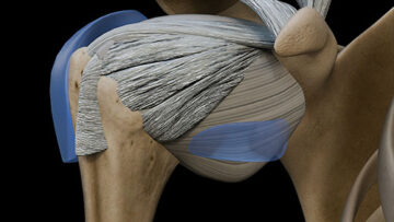 A UL 11 Shoulder-Joint – Thumbnail