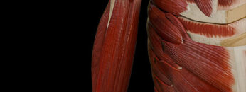 A UL 12 – Arm Muscles – Thumbnail