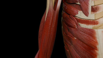 A UL 12 – Arm Muscles – Thumbnail