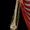 A UL 14 Nerves of Arm – Thumbnail