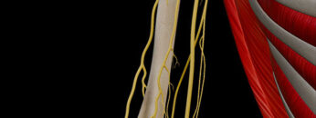A UL 14 Nerves of Arm – Thumbnail