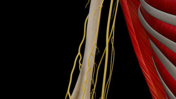 A UL 14 Nerves of Arm – Thumbnail