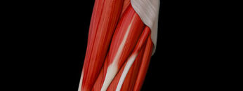 A UL 19 – Forearm – Anterior Muscles – Thumbnail