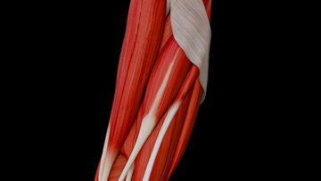 A UL 19 – Forearm – Anterior Muscles – Thumbnail