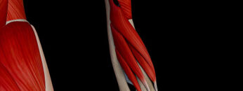 A UL 20 – Forearm Posterior Muscles – Thumbnail