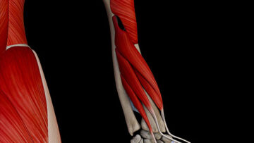 A UL 20 – Forearm Posterior Muscles – Thumbnail