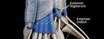 A UL 23 – Retinacula – Thumbnail