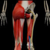 ALL 9 – Posterior Thigh – Thumbnail