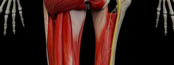 ALL 9 – Posterior Thigh – Thumbnail