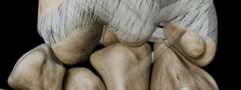 AUL 25 – Wrist Joint – Thumbnail