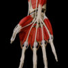 AUL 27 Hand Muscles – Thumbnail