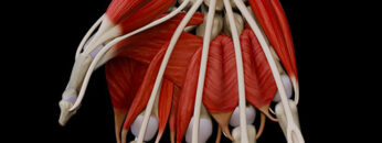 AUL 27 Hand Muscles – Thumbnail