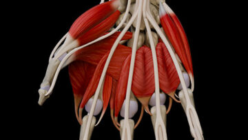 AUL 27 Hand Muscles – Thumbnail