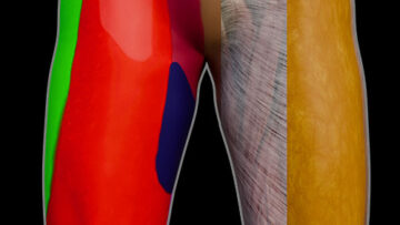 A LL 1 – Thigh – Surface Anatomy, Innervation & Fasciae – Thumbnail