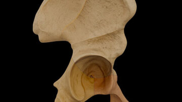 ALL 2 Hip Bone – Thumbnail